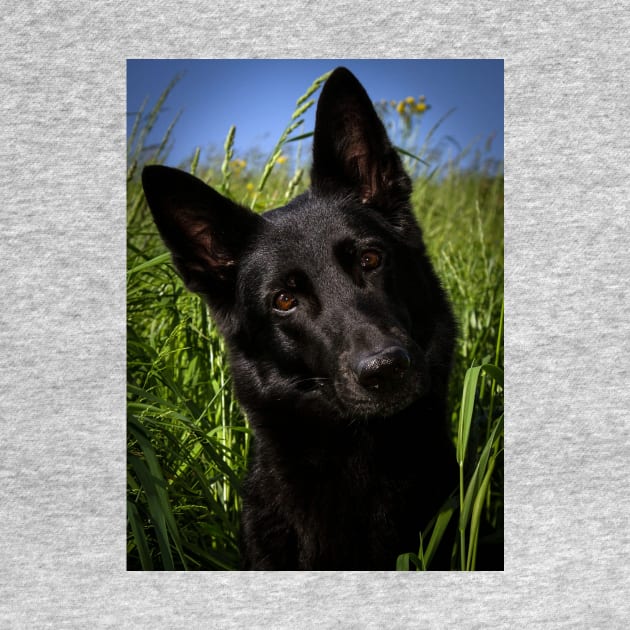 Black german shepherd by Wanderingangel